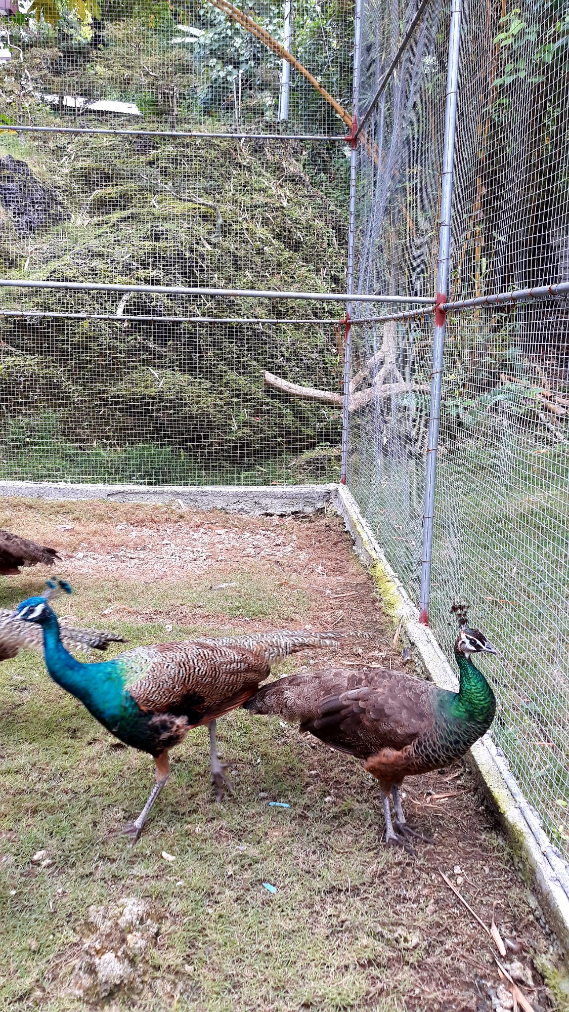 贝提塔岛度假村-官方