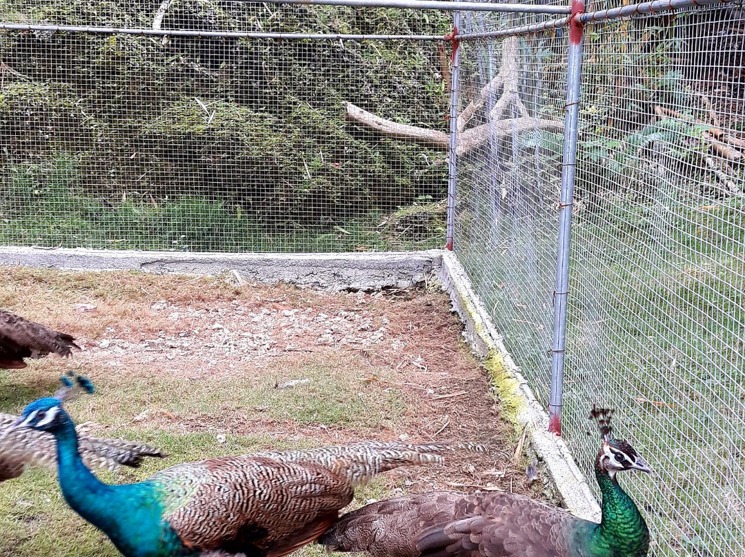 贝提塔岛度假村主图