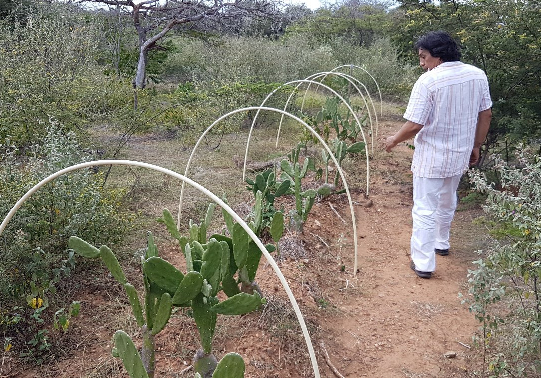 The Bonaire Botanical Garden景点图片