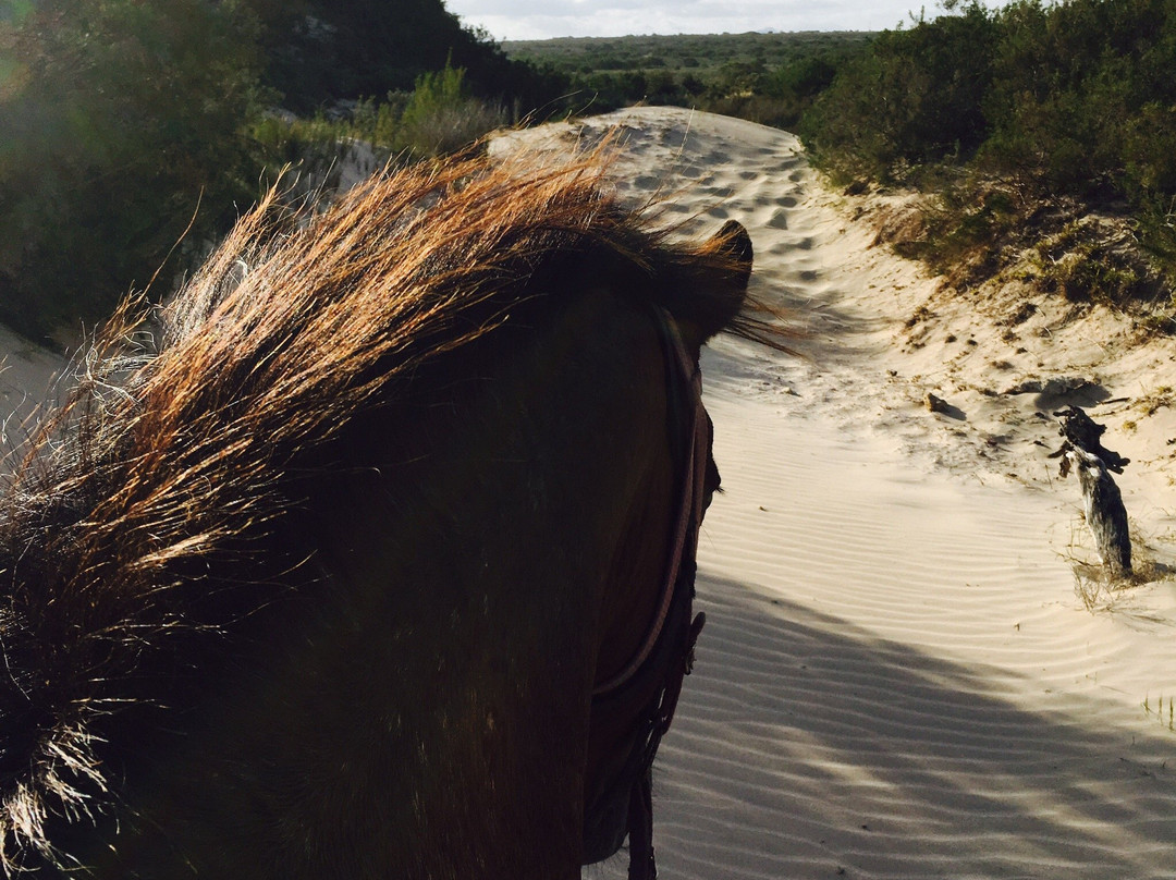 Featherfoot Beach Horse Trails & Riding School景点图片