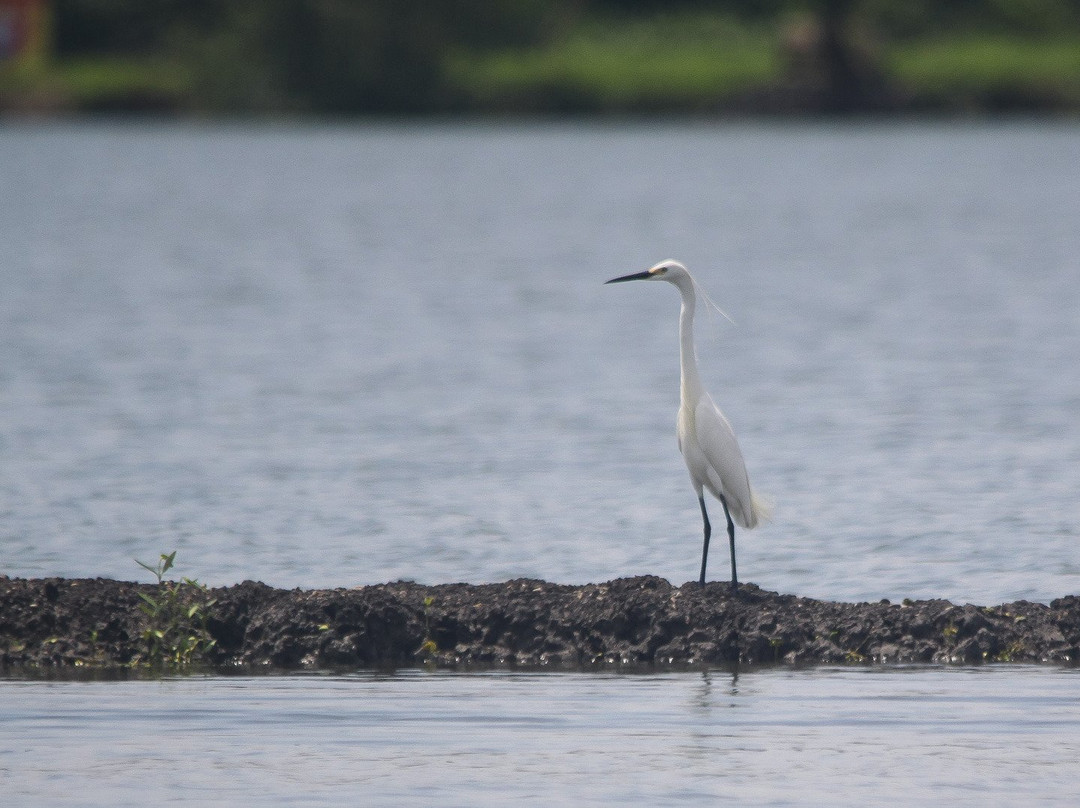 Birdpacker Birding Tour景点图片