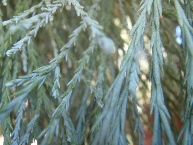 Willamette University-塞勒姆必去景点