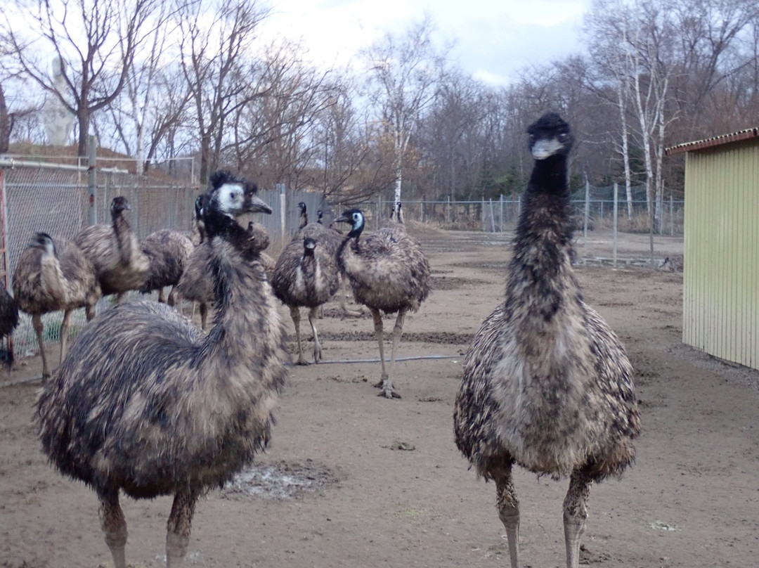 Okhotsk Emu Pasture景点图片