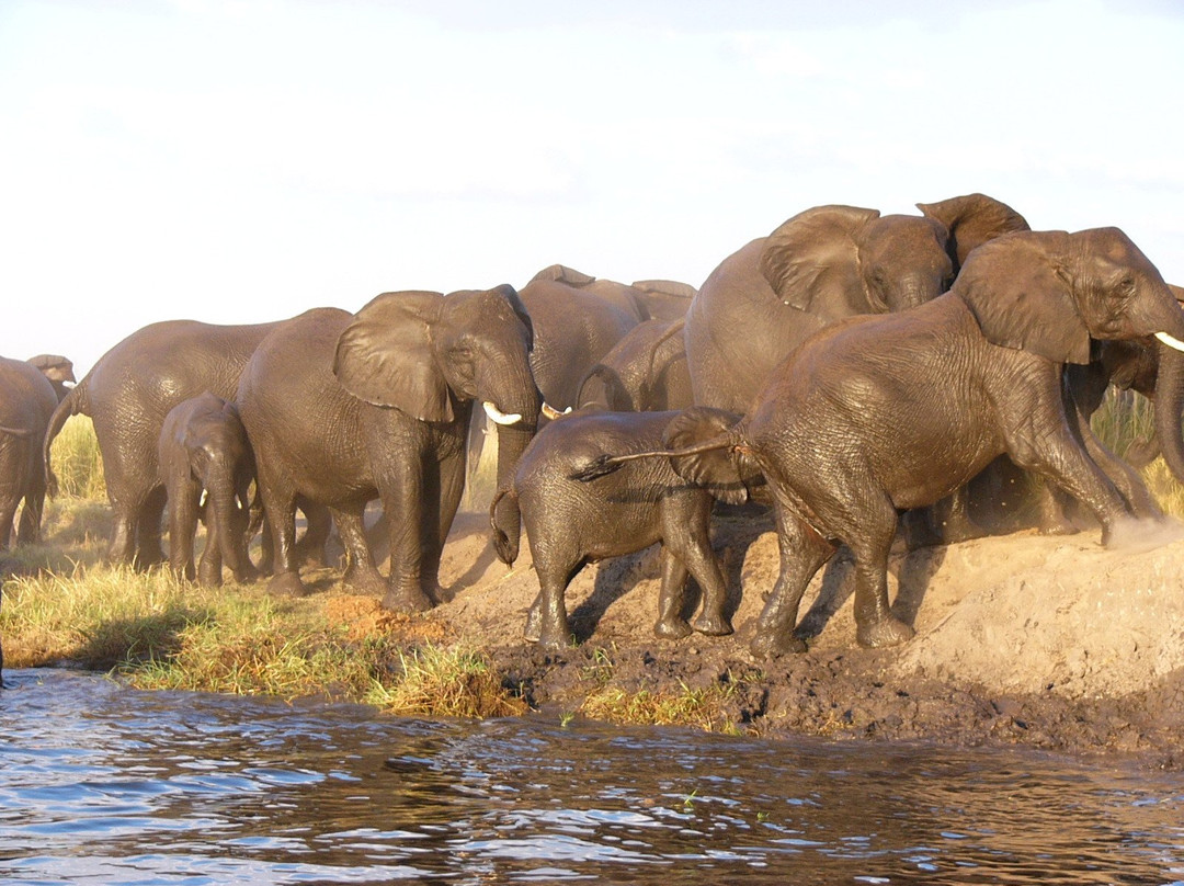 Zamsato - Zambia Safaris & Adventours-李文斯顿必去景点