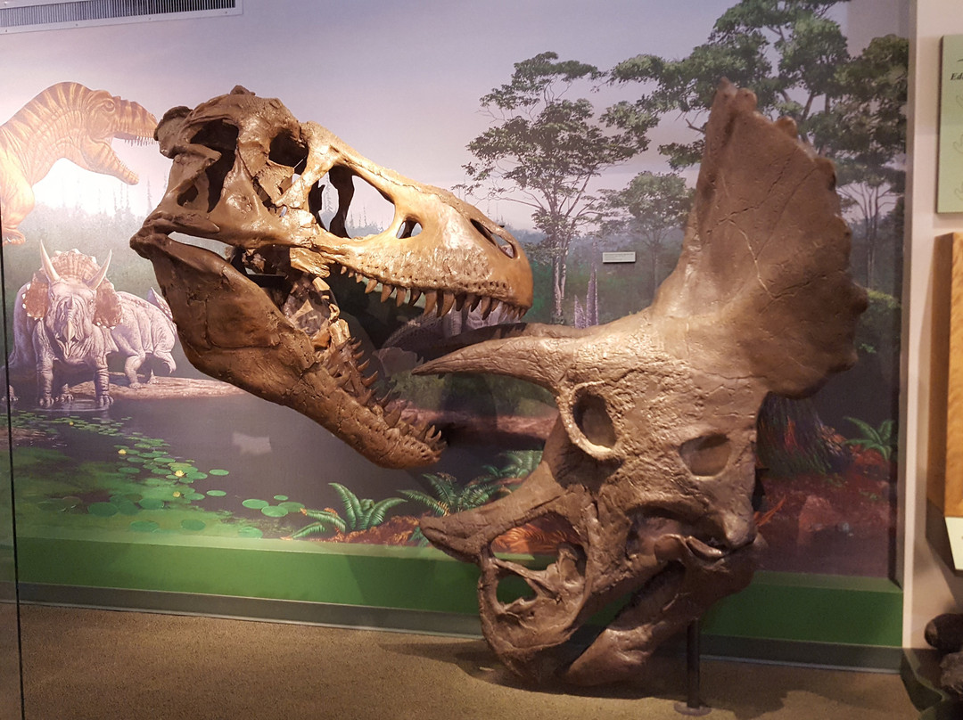 University of Wyoming Geological Museum-拉勒米必去景点