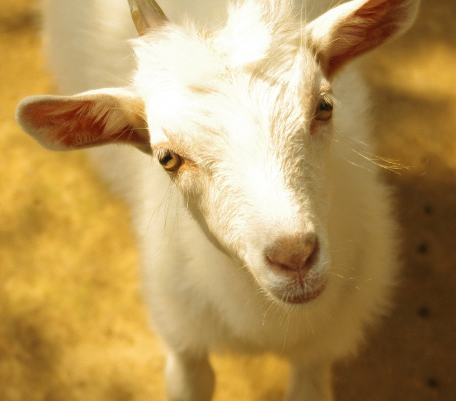 潍坊金宝游乐园-潍坊市必去景点