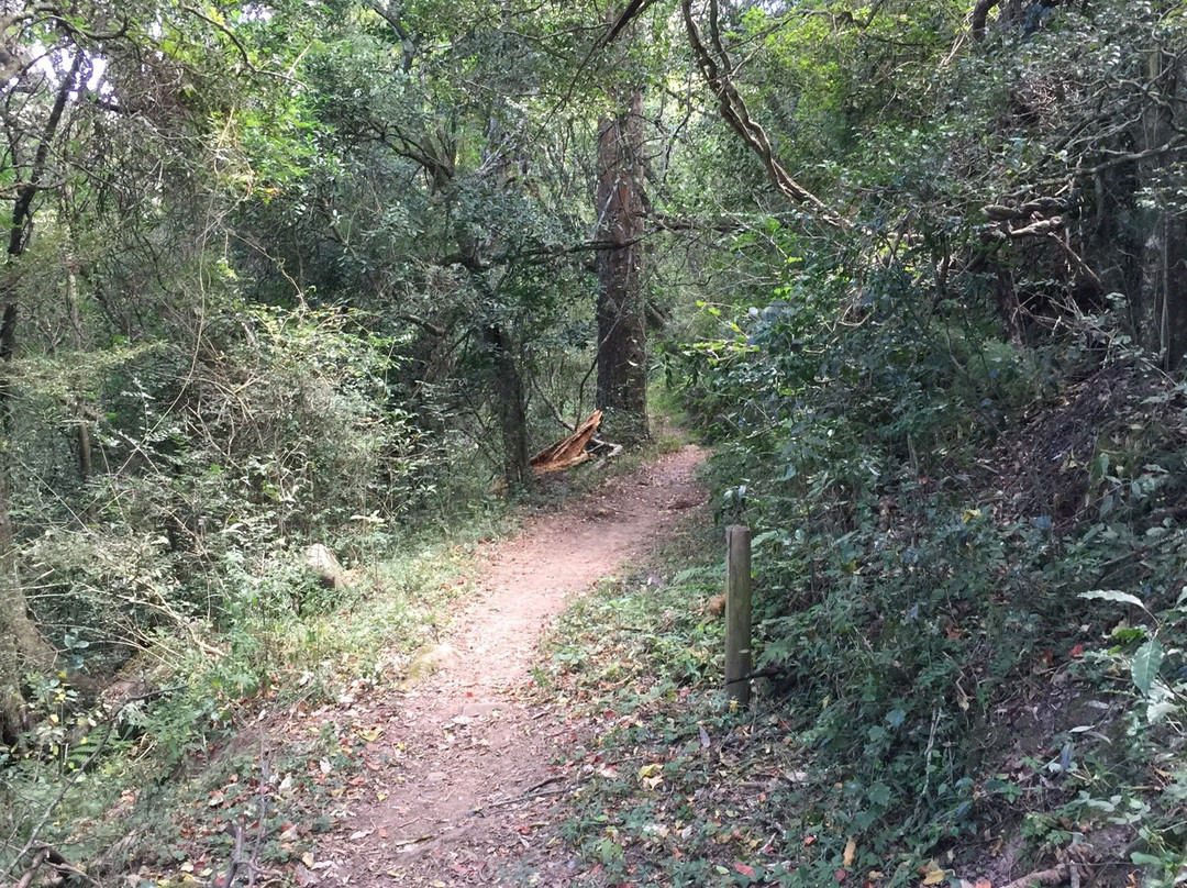 Marutswa Forest Trail and Boardwalk景点图片