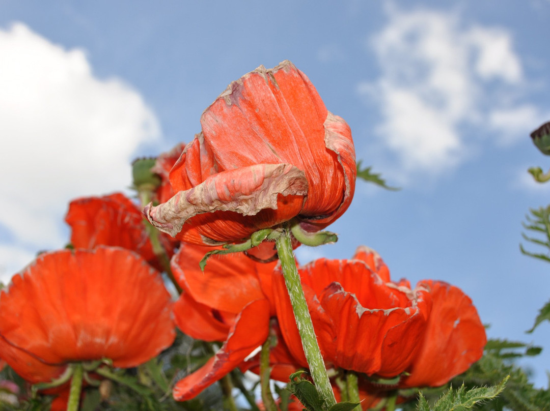 Oberndorf餐馆和美食-Alpengasthaus Stanglalm