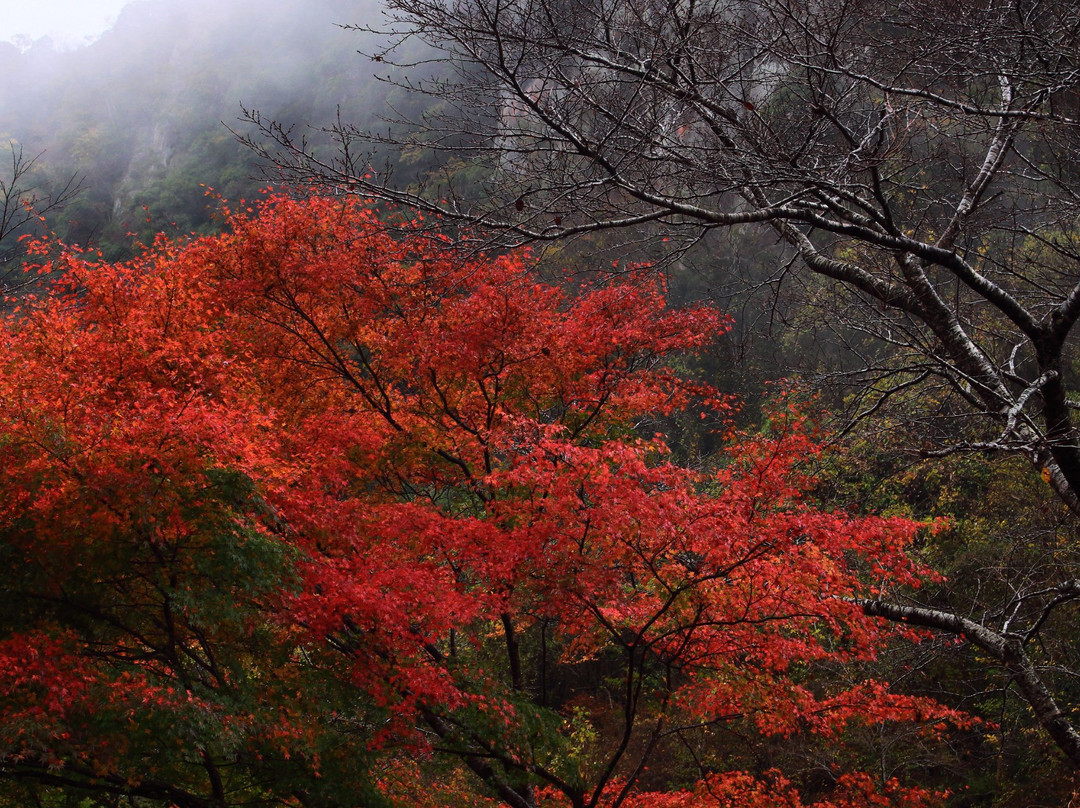 Honyaba Valley-中津市必去景点