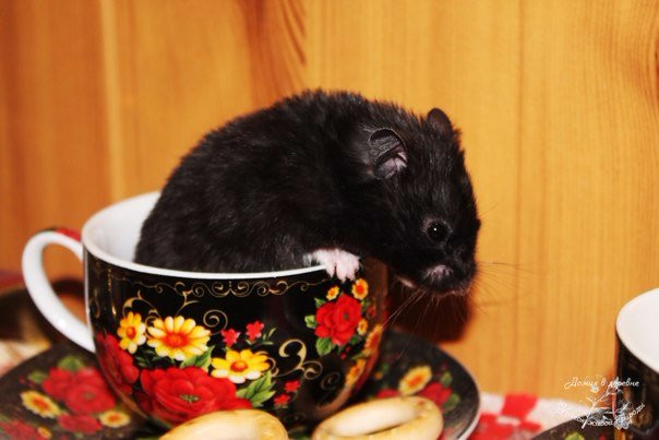 Domik v Derevne-Murmashi必去景点