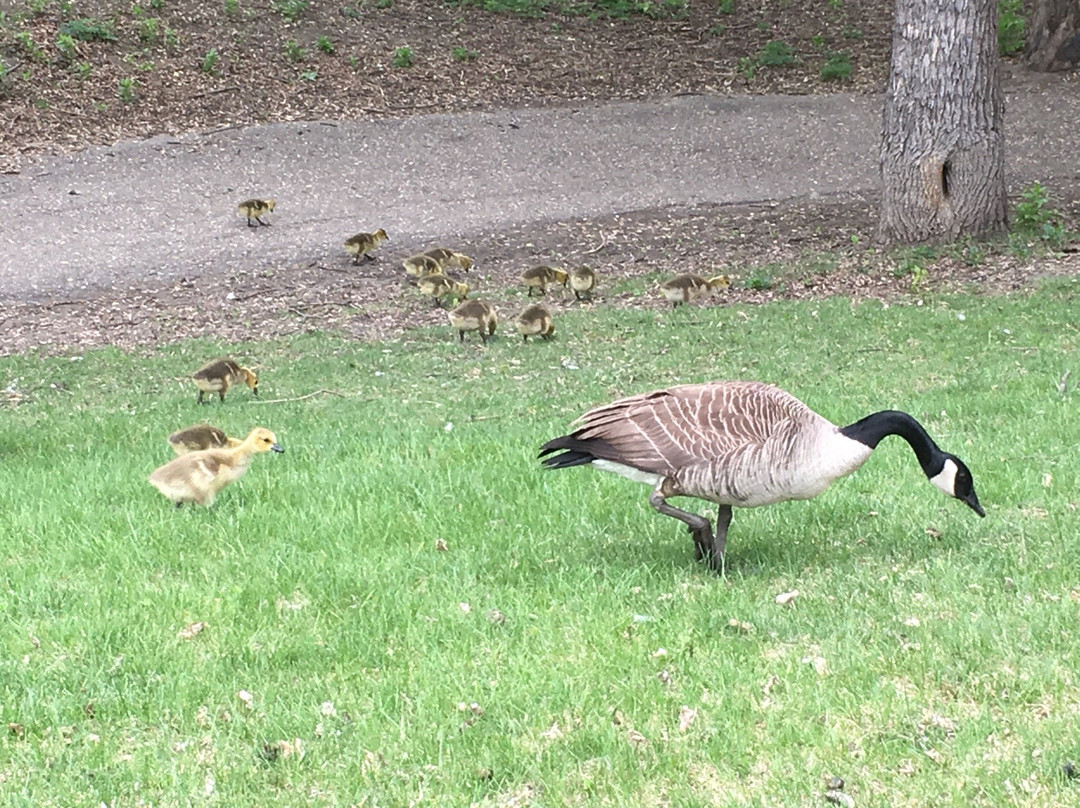 Oak Park-Minot必去景点