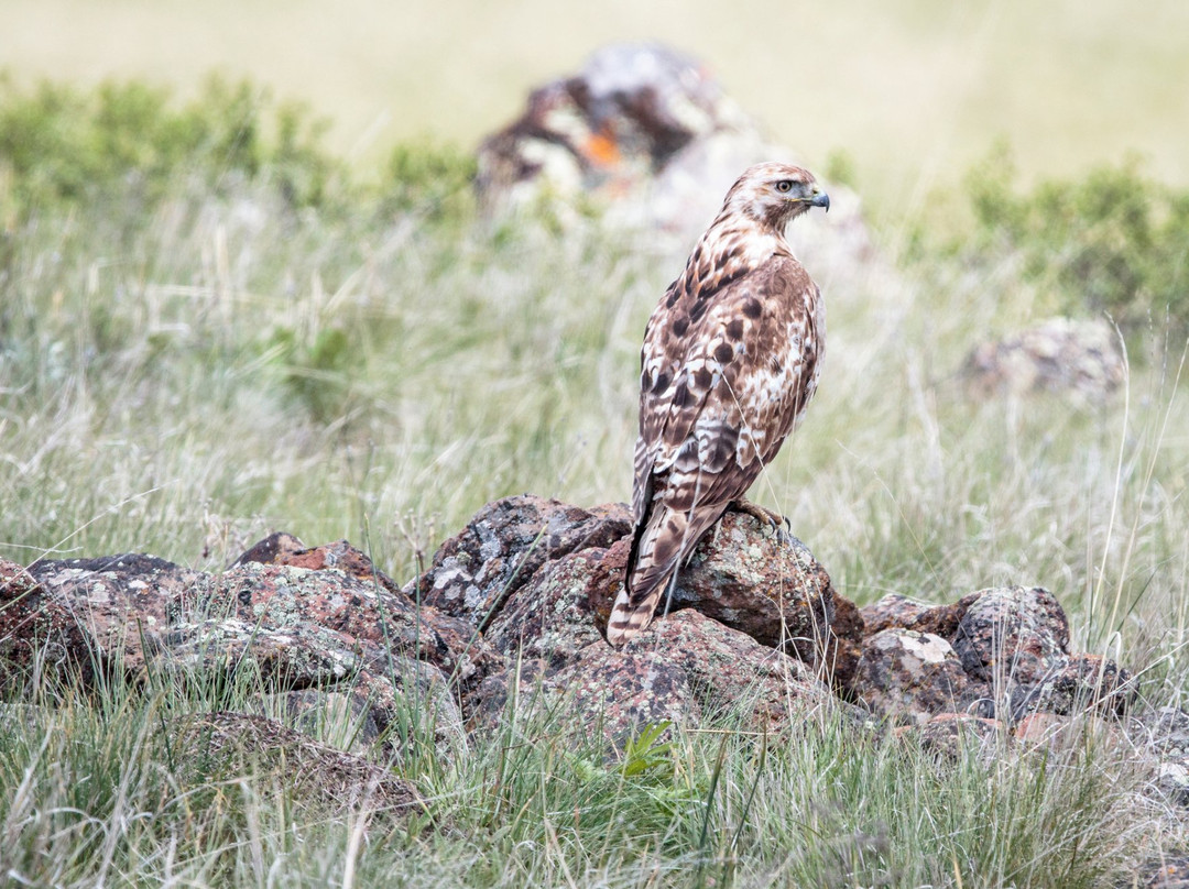Zumwalt Prairie Preserve-Enterprise必去景点