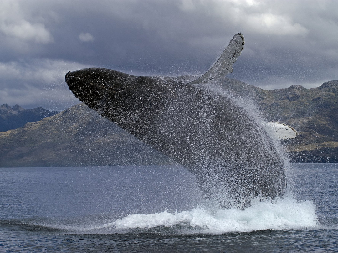 Expedición Fitz Roy-蓬塔阿雷纳斯必去景点