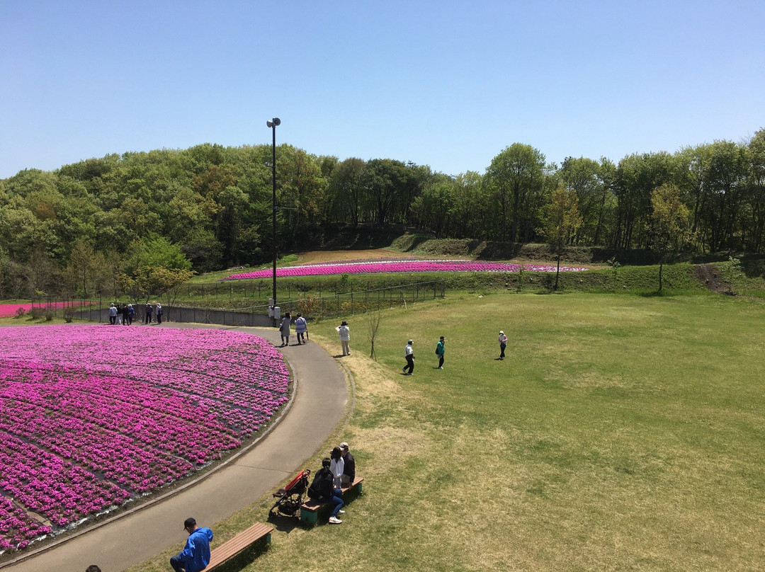 Shibazakura Matsuri-市贝町必去景点