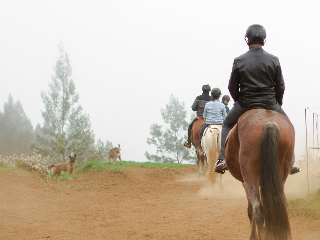 Les Chevaux du Maido景点图片