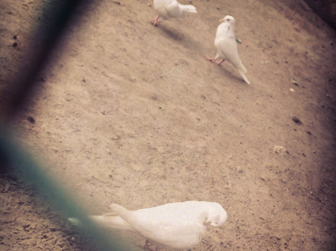 Tiger Safari-卢迪亚纳必去景点