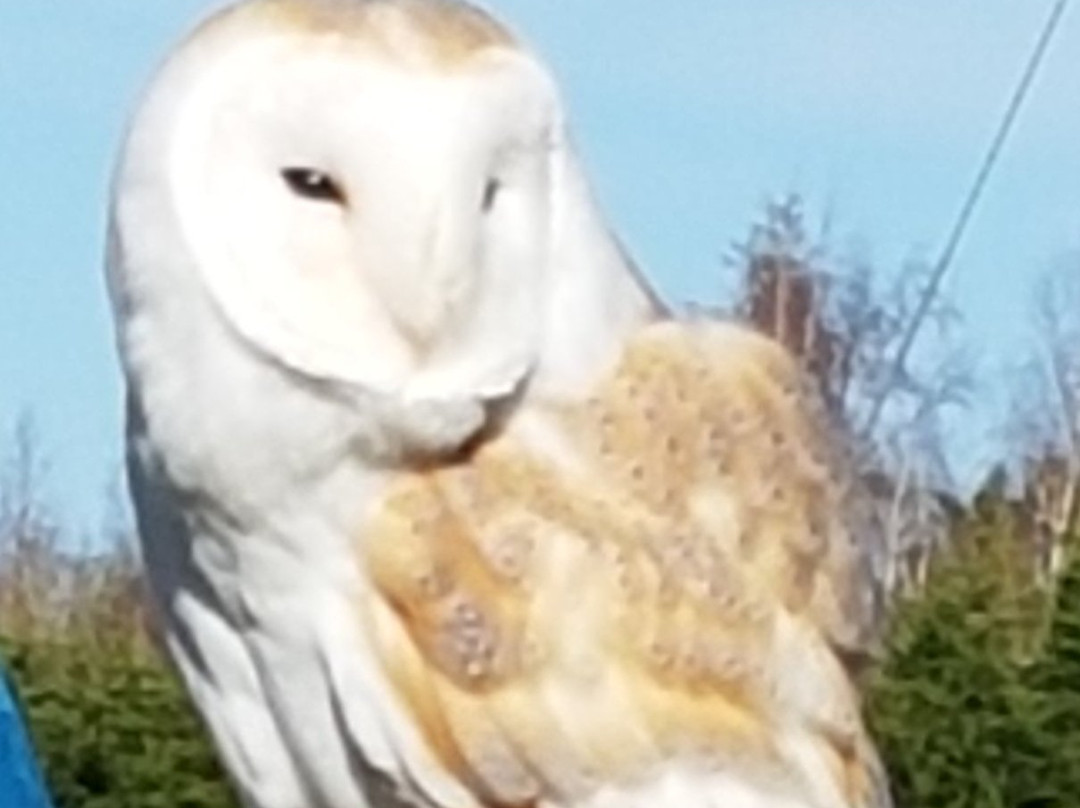 S&D Falconry景点图片