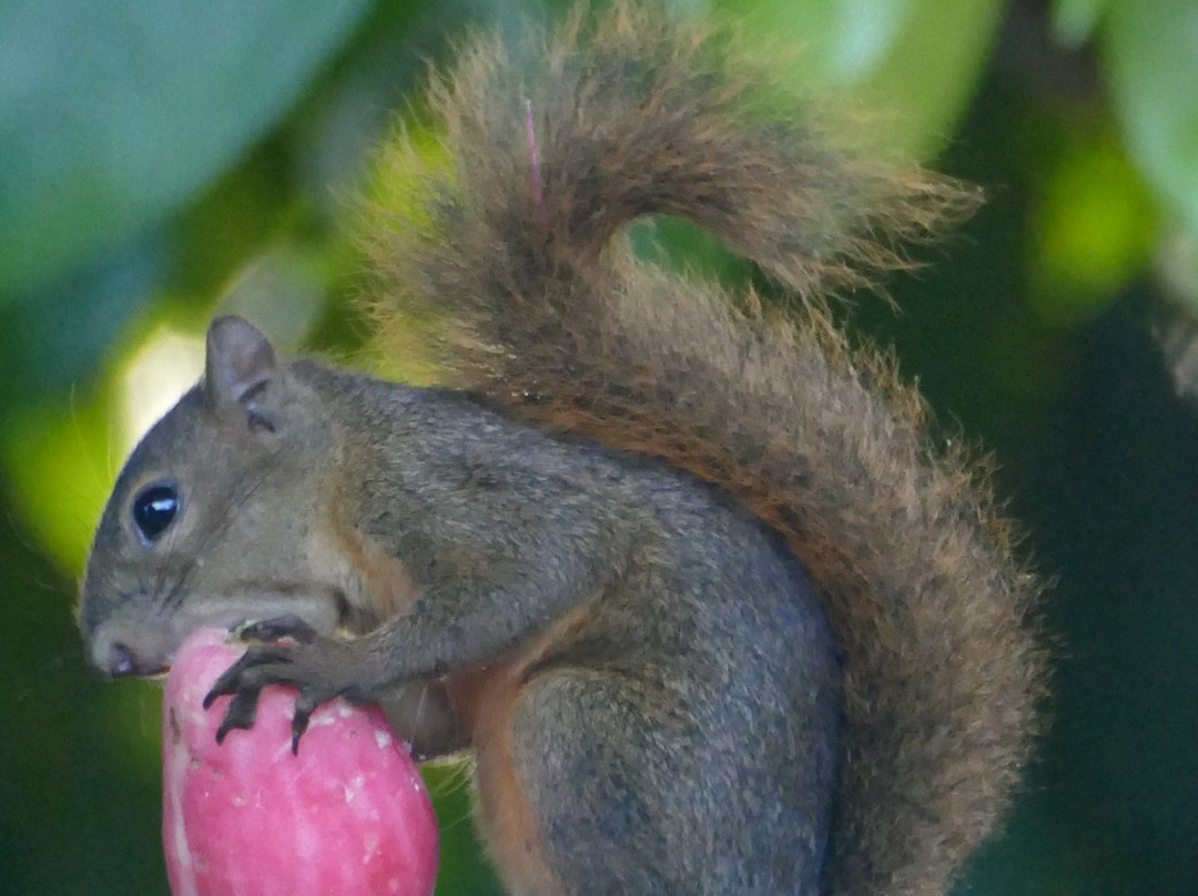 Casa Celeste Del Golfo Dulce主图