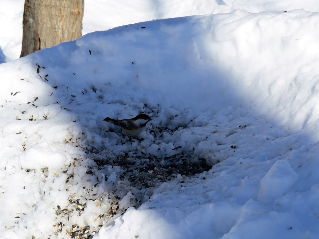 Le Centre de Plein air de Beauport-魁北克市必去景点