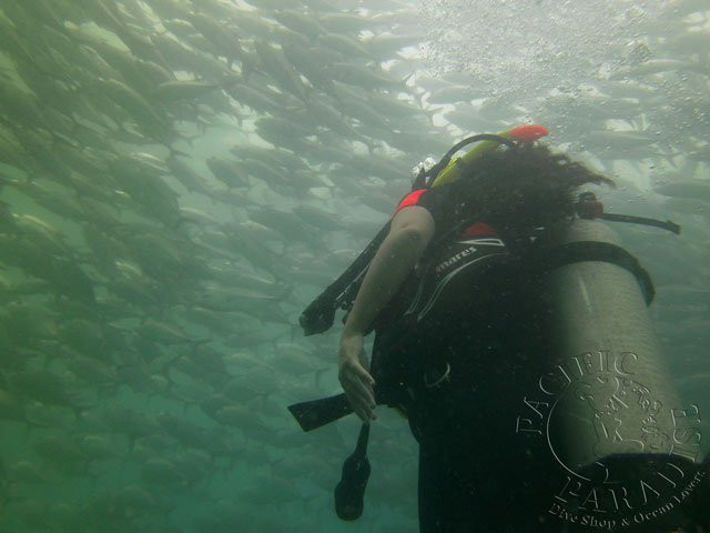 Pacific Paradise Dive Shop & Ocean Lovers景点图片