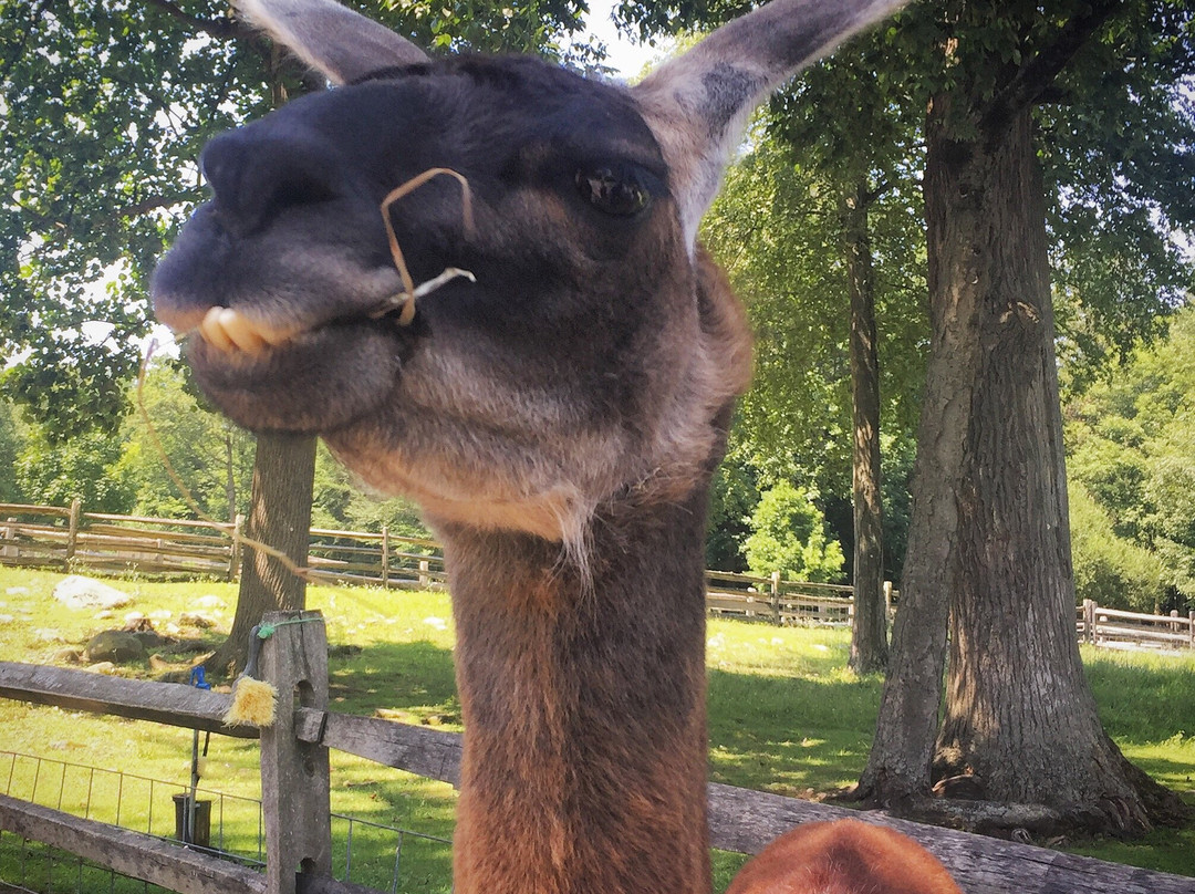 Stamford Museum & Nature Center-斯坦福必去景点