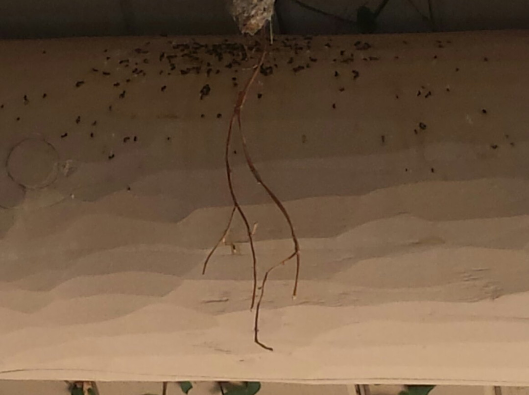 Sedona Hummingbird Gallery-Village of Oak Creek必去景点