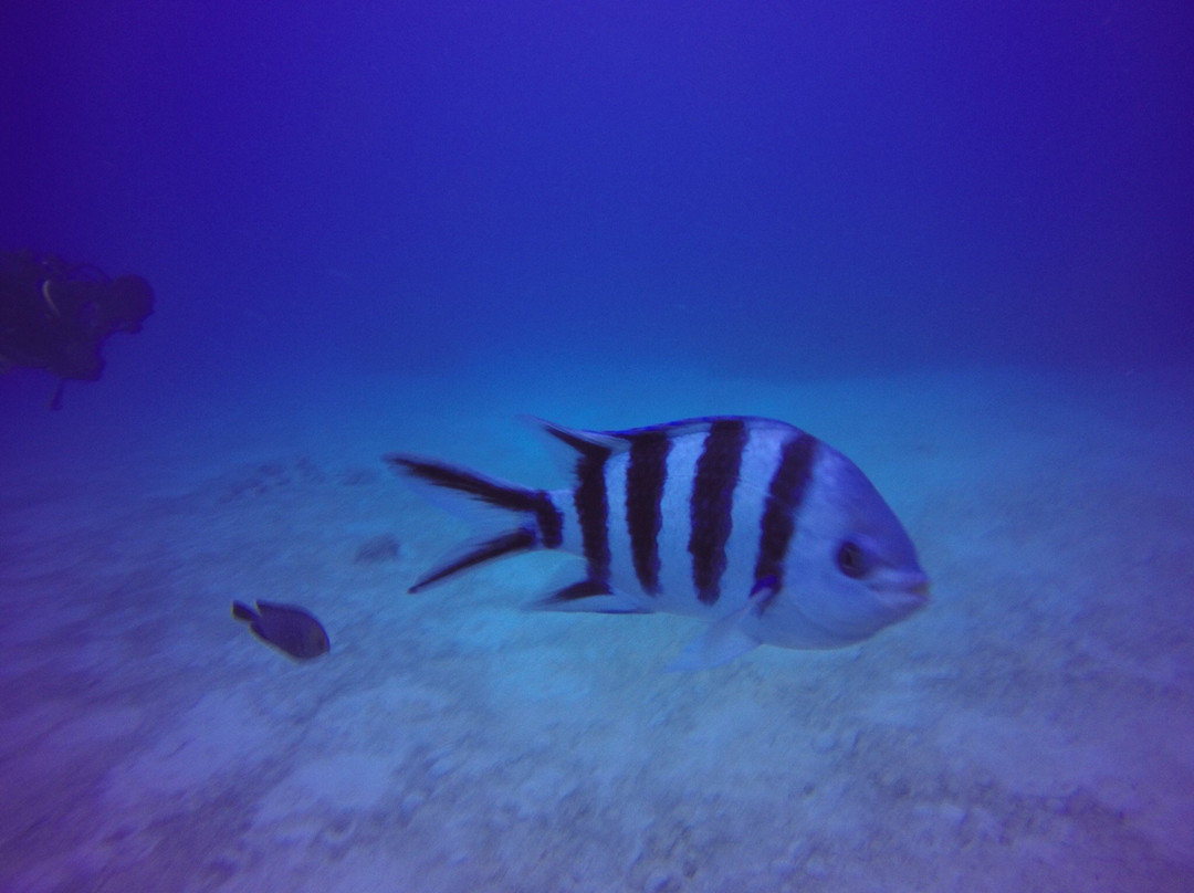 DiveSail Travel景点图片