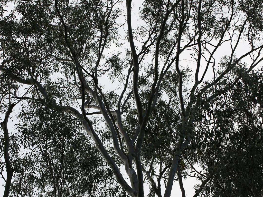 Capalaba Regional Park景点图片