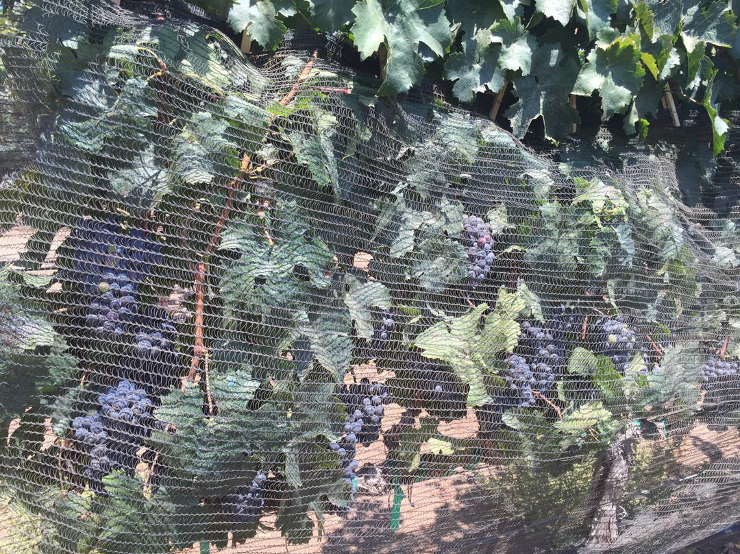 Hungry Hawk Vineyards & Winery景点图片