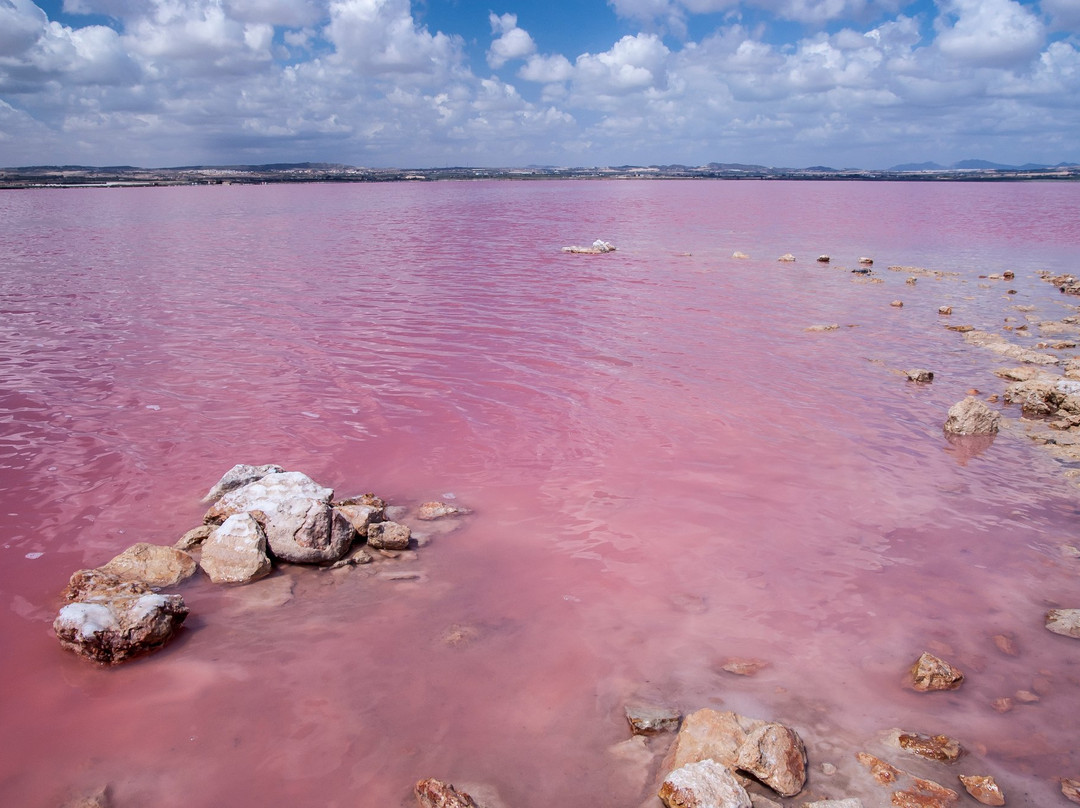 Laguna Salada de Torrevieja景点图片