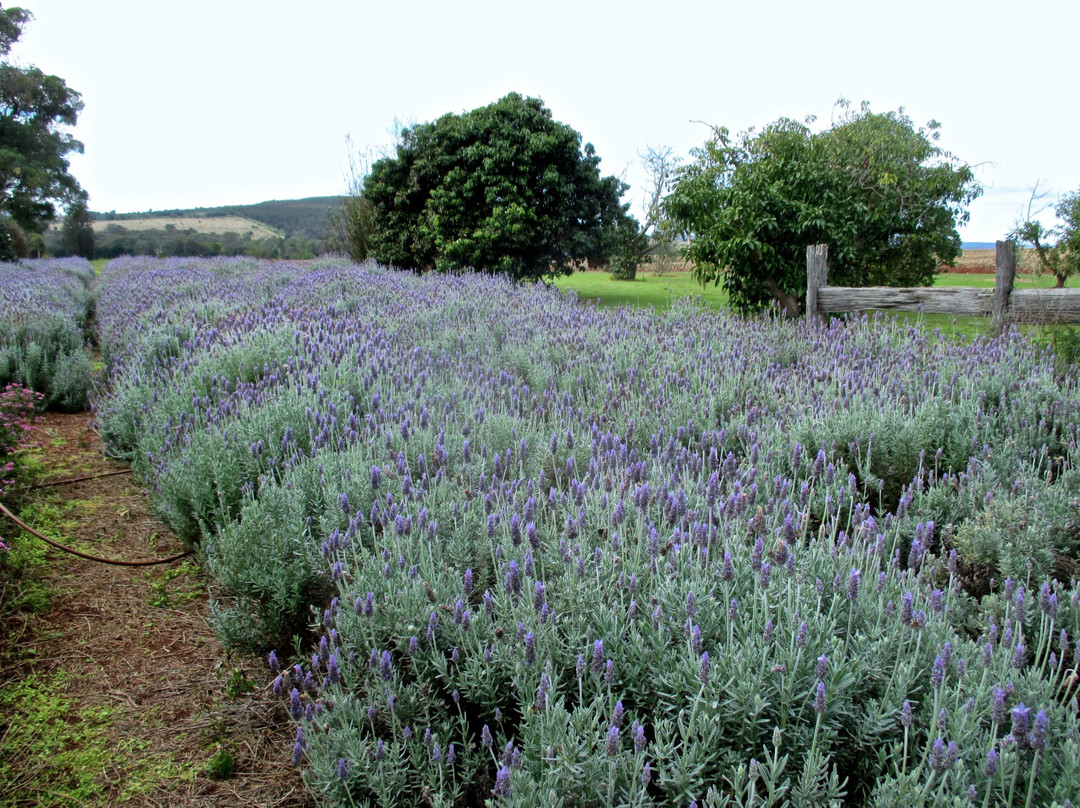 Pottique Lavender Farm