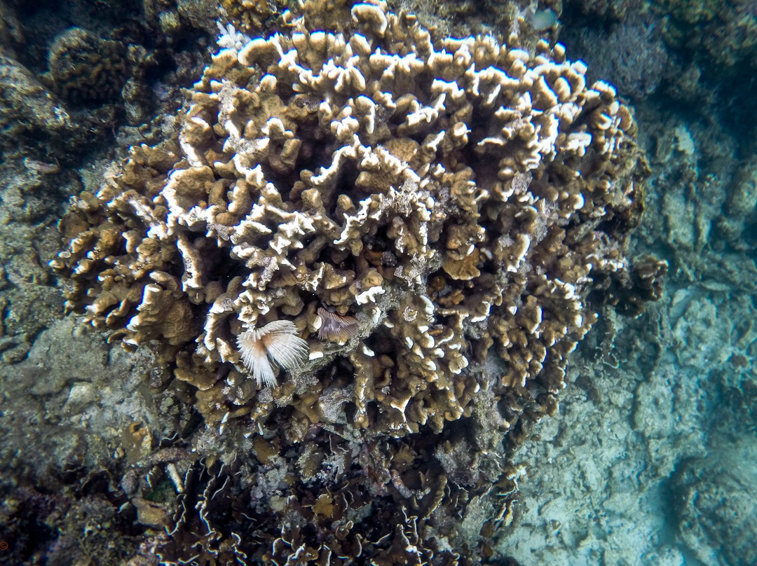 Tapiutan Island-爱妮岛必去景点
