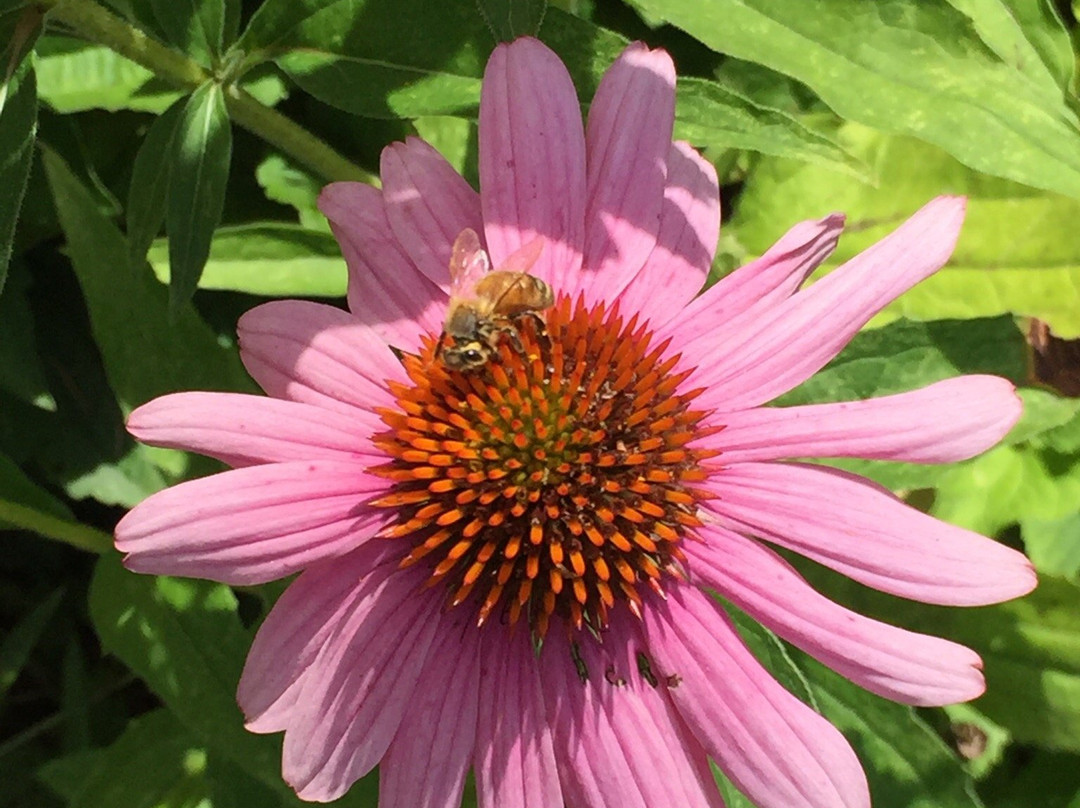 Massachusetts Horticultural Society's Garden at Elm Bank景点图片