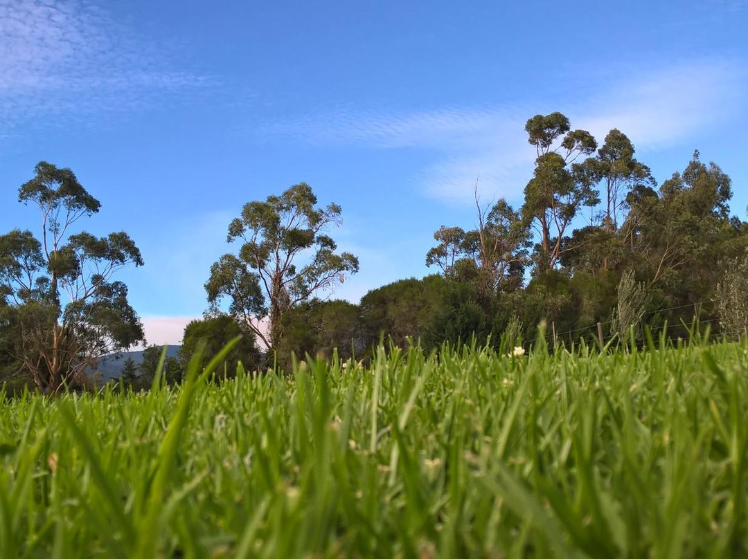 Badger Creek Blueberry Farm景点图片