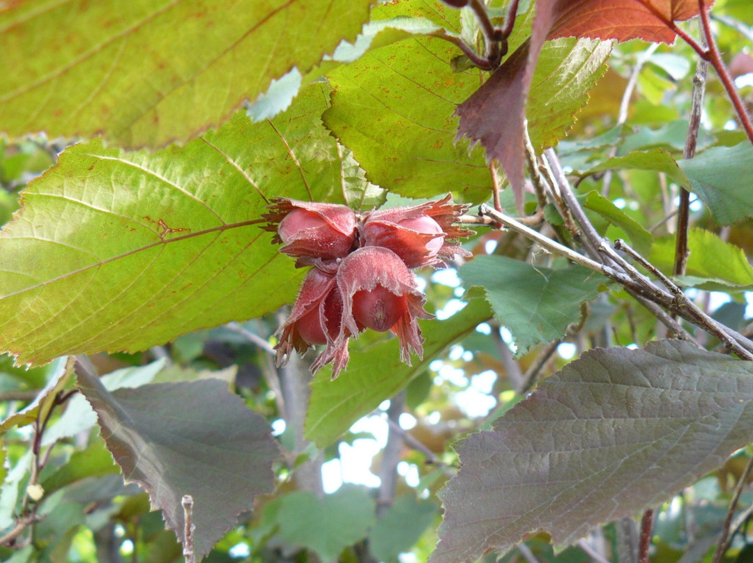Arboretum NII of M.A. Lisavenko景点图片