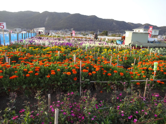 Flower Fields of Chikura-cho-南房总市必去景点