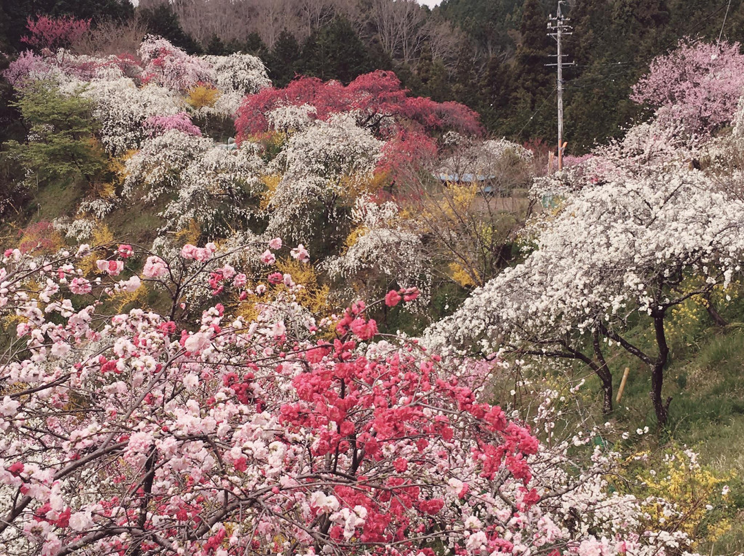 Kaminakano Shidaremomo-丰田市必去景点
