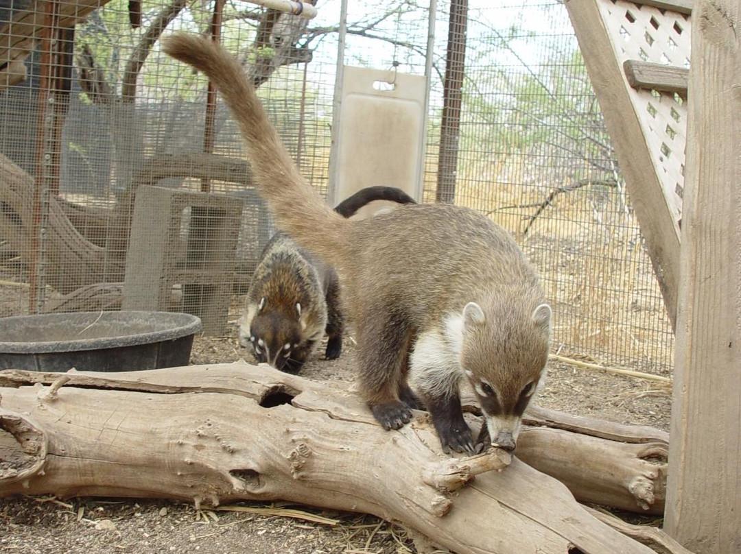 Tucson Wildlife Center-图森必去景点