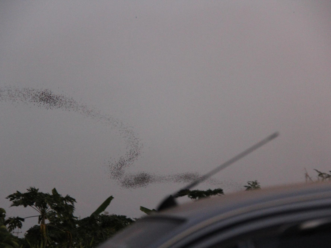 Phu Pha Man Bats Cave景点图片