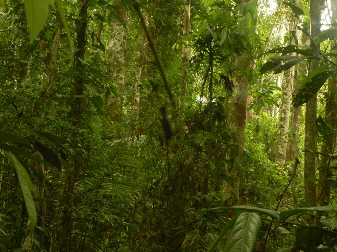 Parque Nacional Yasuni景点图片