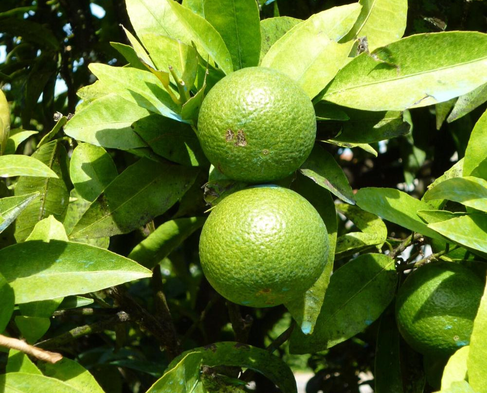 Jardins do Palacio de Vila Flor-吉马良斯必去景点