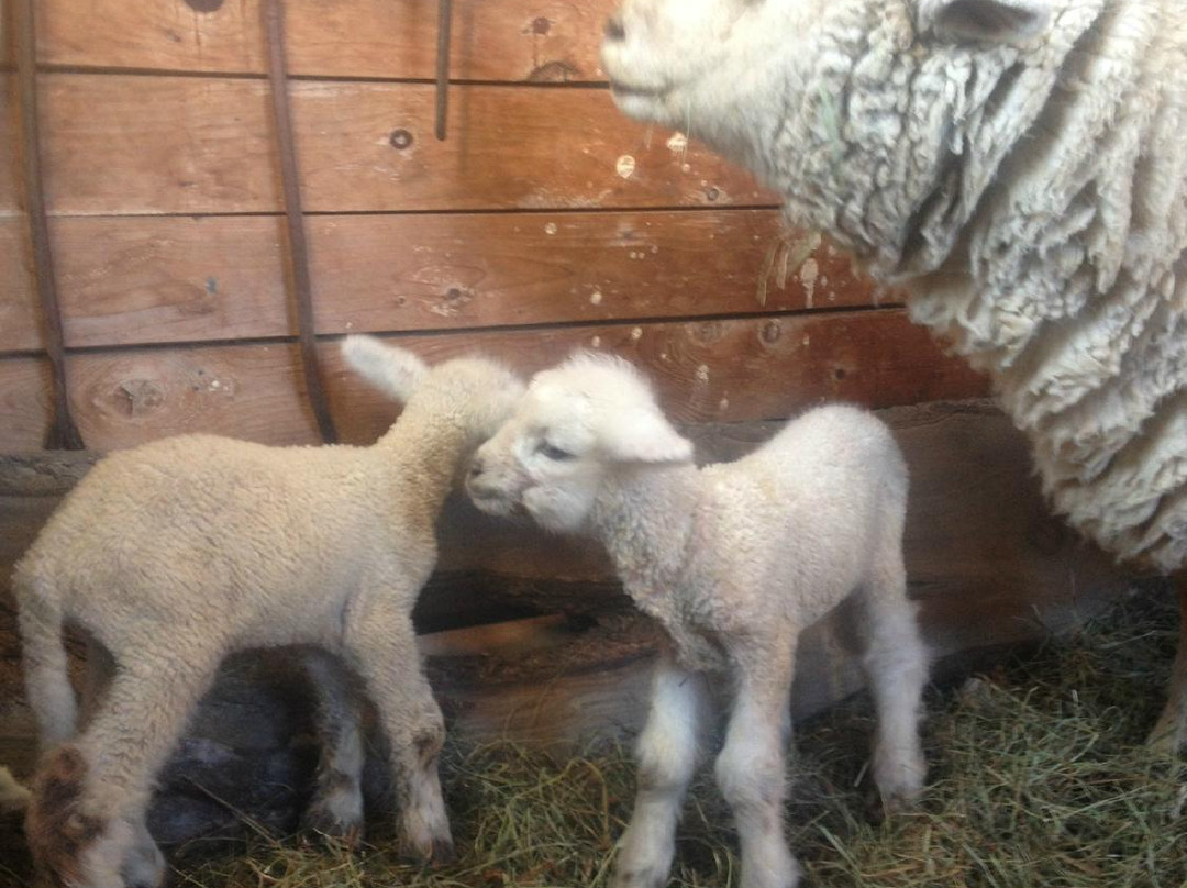 La Ferme Cabriole-Papineauville必去景点