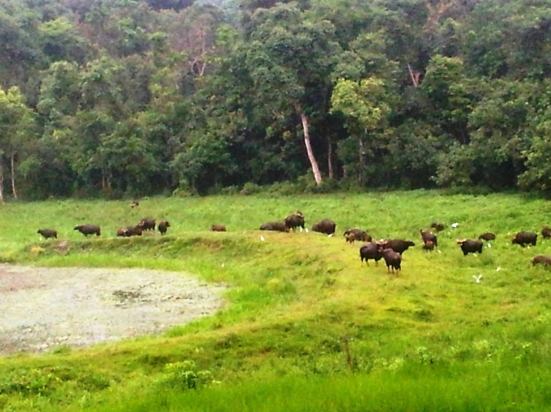 Chapramari Wildlife Sanctuary景点图片