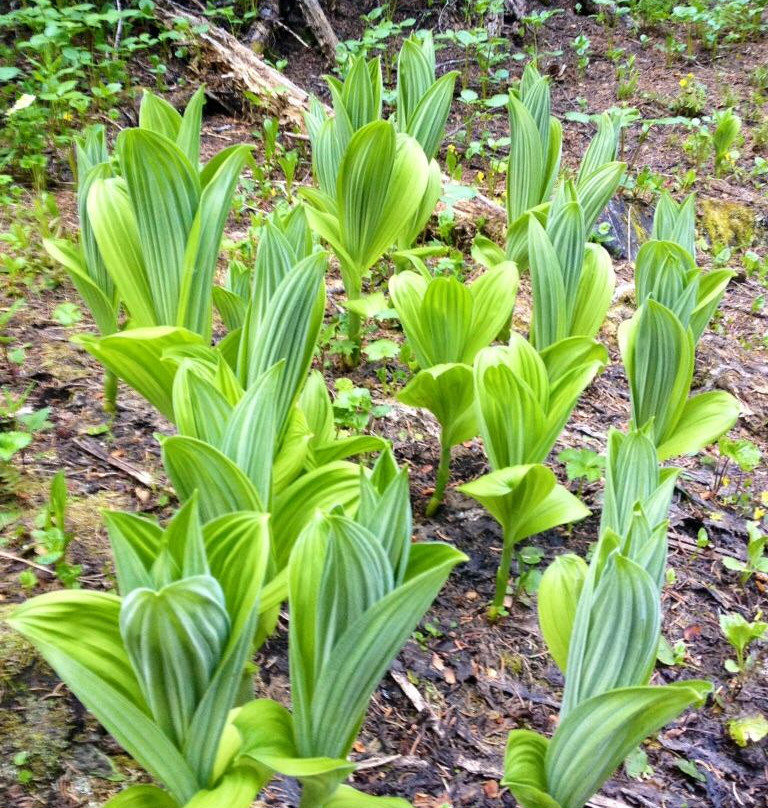 Gorman Lake-戈尔登必去景点