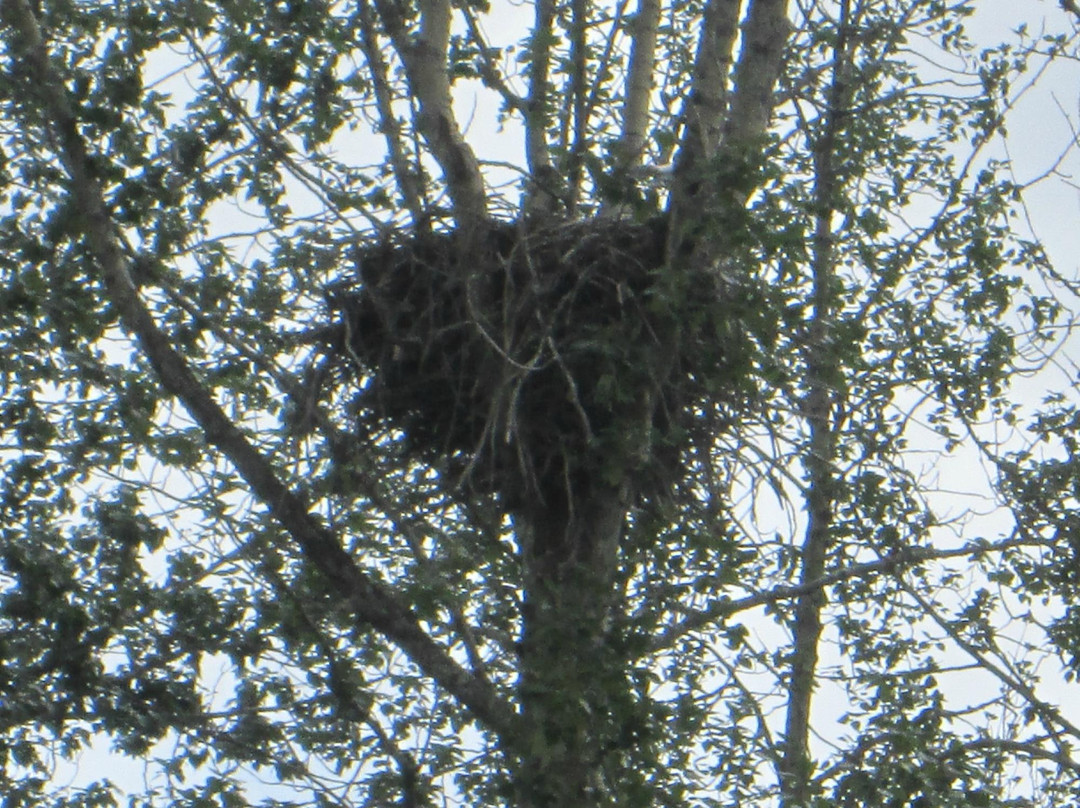 Chilkat River-海恩斯必去景点