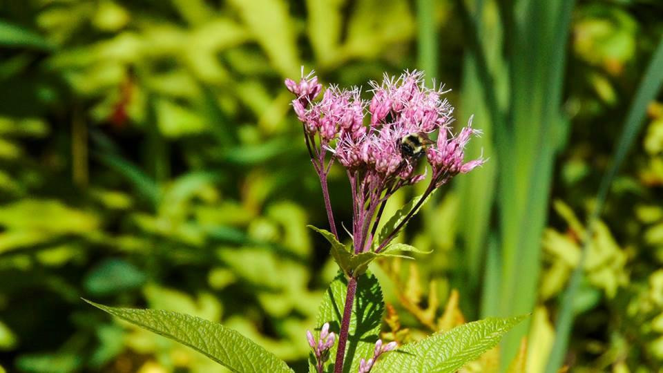 Eshqua Bog Natural Area-Hartland必去景点