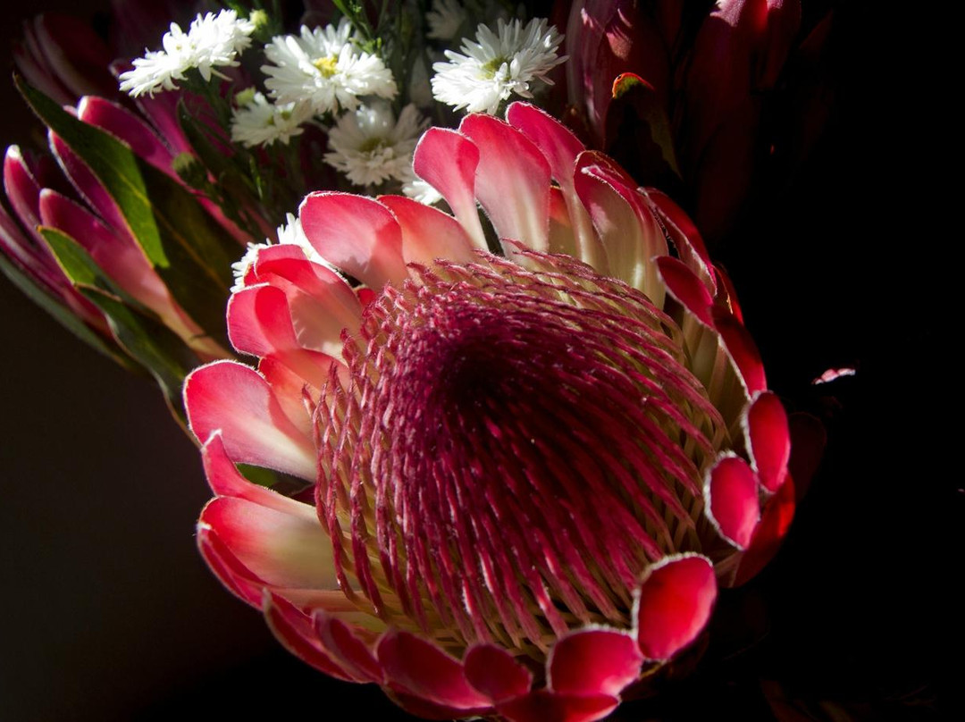 Dorpshuijs B&B主图