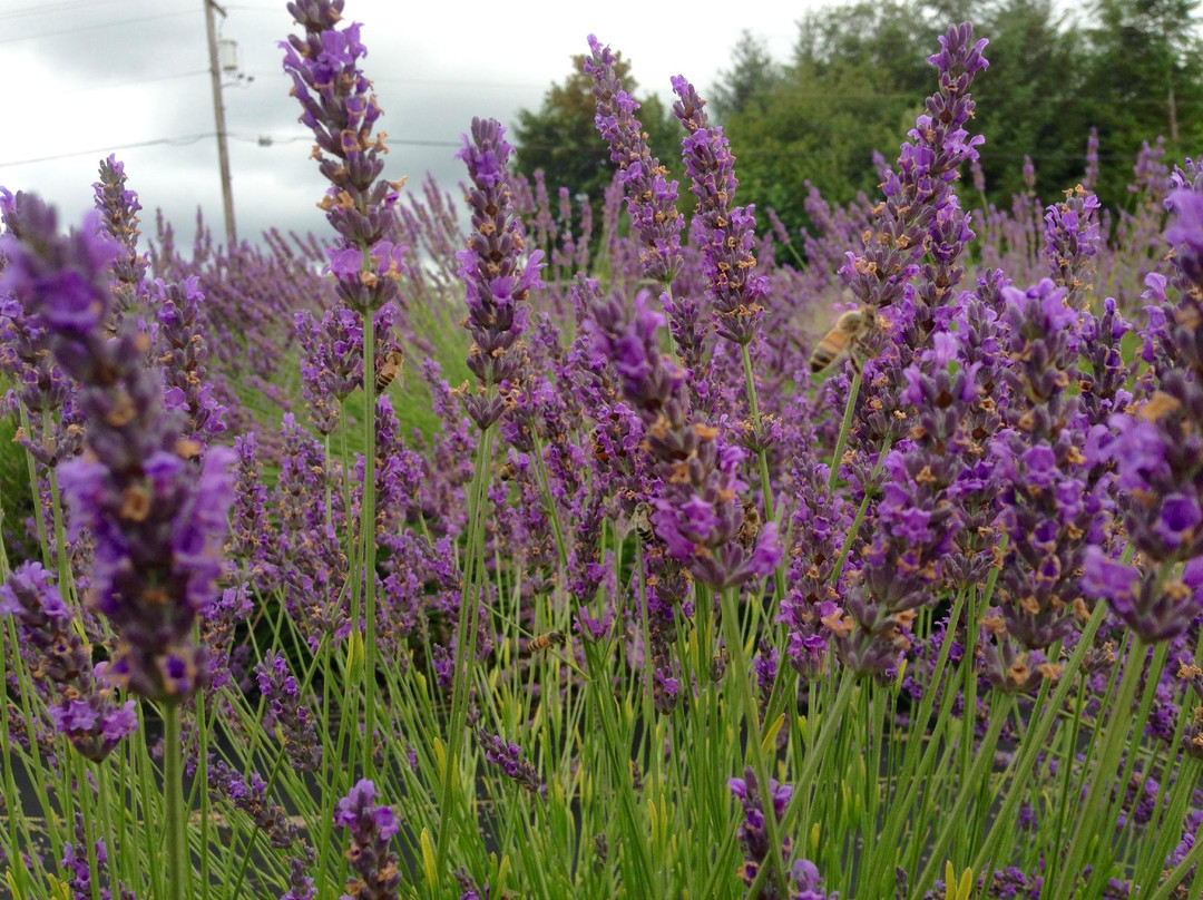 Castle Rock Lavender景点图片
