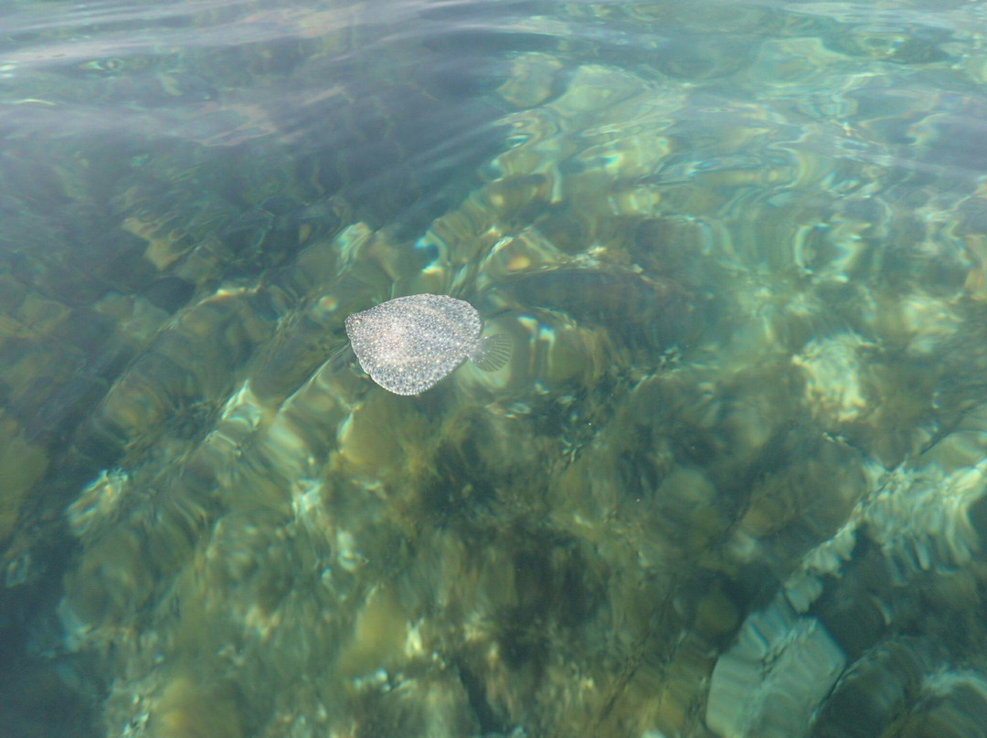 Bugibba Kayak Hire-Bugibba必去景点