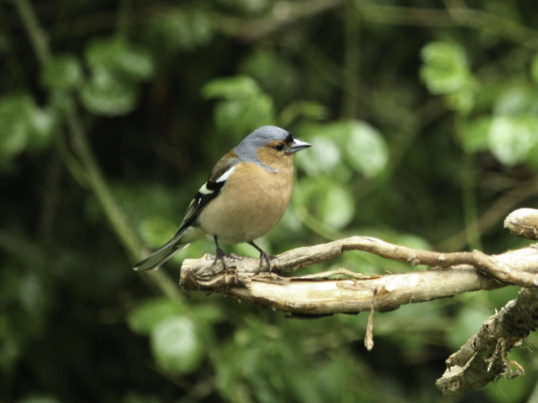 Sirhowy Valley Bird Hide景点图片
